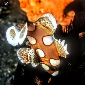 Meet your Posher, Lynn